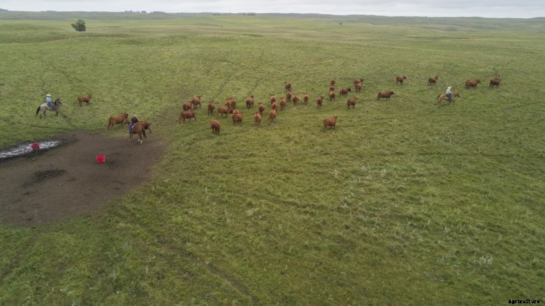 cattle from drone
